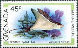 Colnect-2325-860-Spotted-Eagle-Ray-Aetobatus-narinari.jpg