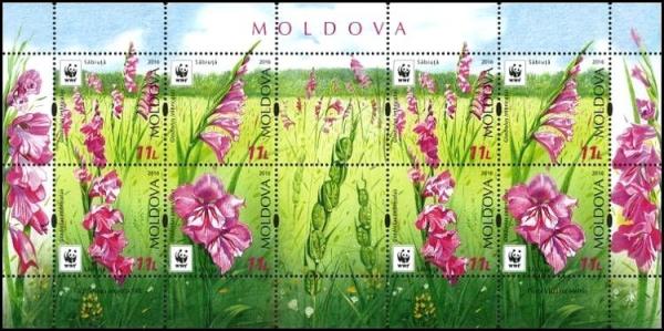 Colnect-3446-922-Turkish-Marsh-Gladiolus-Gladiolus-Imbricatus.jpg