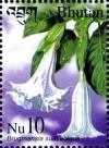 Colnect-3414-391-Brugmansia-suaveolens.jpg