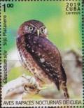 Colnect-6217-486-Cuban-Pygmy-owl-Glaucidium-siju.jpg