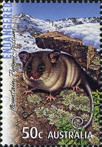 Colnect-472-405-Mountain-Pygmy-Possum-Burramys-parvus.jpg