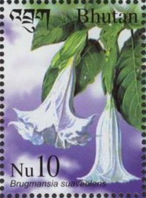 Colnect-3402-376-Brugmansia-suaveolens.jpg