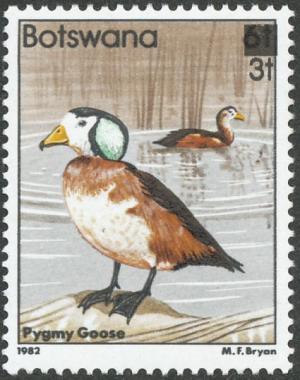 Colnect-5250-715-African-Pygmy-Goose-Nettapus-auritus.jpg