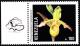 Colnect-2995-794-Phragmipedium-kaieteurum.jpg