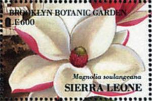 Colnect-4208-001-Magnolia-soulangeana.jpg