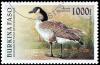 Colnect-3515-686-Canada-Goose-Branta-canadensis.jpg