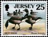 Colnect-6229-827-Brant-Goose-Branta-bernicla.jpg