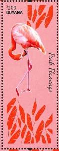 Colnect-4634-652-Chilean-Flamingo----Phoenicopterus-chilensis.jpg