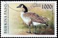 Colnect-3515-686-Canada-Goose-Branta-canadensis.jpg