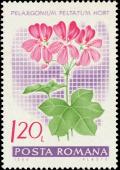 Colnect-4833-063-Ivy-leaved-pelargonium-Pelargonium-peltatum-hybr.jpg