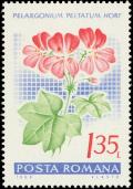 Colnect-4833-064-Ivy-leaved-pelargonium-Pelargonium-peltatum-hybr.jpg