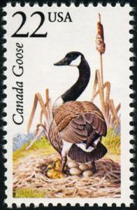 Colnect-5091-131-Canada-Goose-Branta-canadensis.jpg