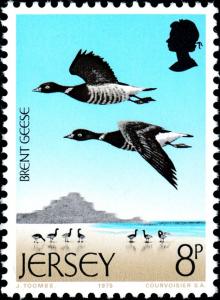 Colnect-5961-946-Brant-Goose-Branta-bernicla-.jpg