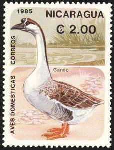 Colnect-1626-007-Swan-Goose-Anser-cygnoides.jpg