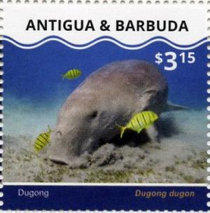 Colnect-3674-889-Dugong-Dugong-dugon.jpg