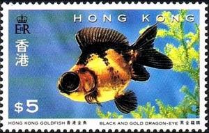 Colnect-5326-405-Black-and-Gold-Dragon-eye-Carassius-auratus-auratus-.jpg