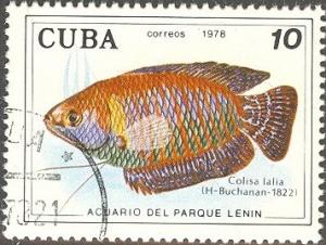 Colnect-691-457-Dwarf-Gourami-Colisa-lalia.jpg