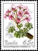 Colnect-5214-388-Pelargonium-cortusifolium.jpg