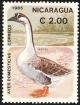 Colnect-1626-007-Swan-Goose-Anser-cygnoides.jpg