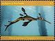 Colnect-6446-222-Weedy-Seadragon-Phyllopteryx-taeniolatus.jpg