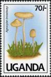 Colnect-1712-423-Agrocybe-broadwayi.jpg