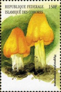 Colnect-3045-411-Hygrocybe-nigrescens.jpg