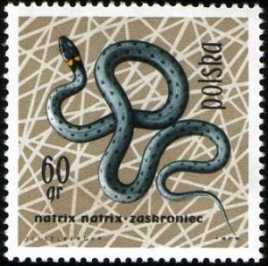 Colnect-2050-986-European-Grass-Snake-Natrix-natrix.jpg