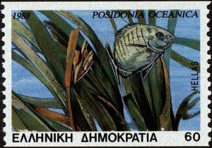 Colnect-3965-297-Neptune-Grass-Posidonia-oceanica.jpg