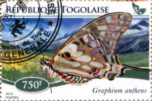 Colnect-4211-180-Graphium-antheus.jpg