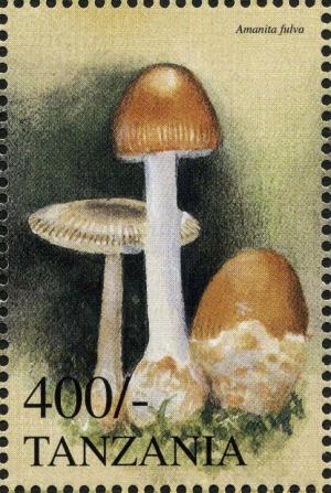 Colnect-4879-483-Tawny-grisette-Amanita-fulva.jpg