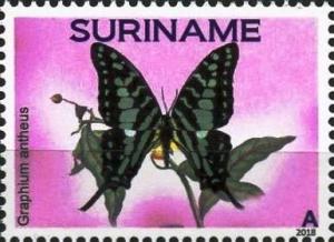 Colnect-5035-831-Graphium-antheus.jpg