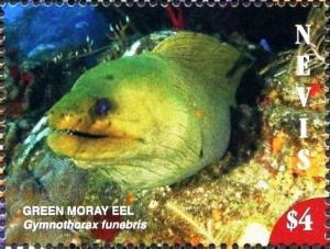 Colnect-5163-972-Green-moray-eel.jpg