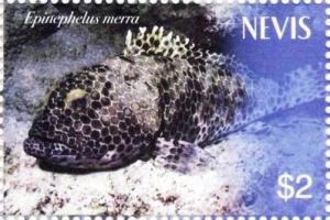 Colnect-5302-726-Honeycomb-grouper-Ephinephelus-merra.jpg