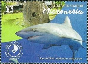 Colnect-5812-494-Gray-reef-shark.jpg