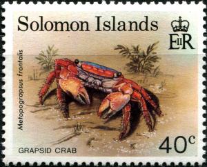 Grapsid-Crab-Metopograpsus-frontalis.jpg