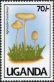 Colnect-1712-423-Agrocybe-broadwayi.jpg