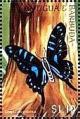 Colnect-4123-031-Graphium-colonna.jpg