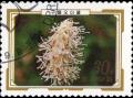 Colnect-3562-551-Sanguisorba-sitchensis.jpg