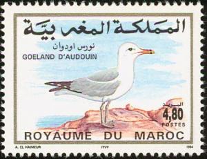 Colnect-1347-831-Audouin-s-Gull-Ichthyaetus-audouinii.jpg