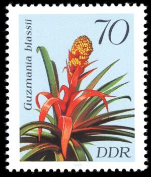 Colnect-1983-711-Guzmania-blassii.jpg