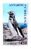 Colnect-578-479-Magellanic-Penguin-Spheniscus-magellanicus.jpg