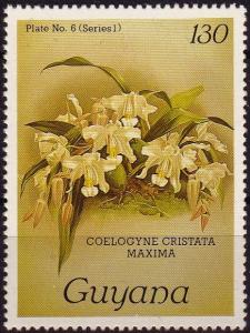 Colnect-3977-391-Coelogyne-cristata-maxima.jpg