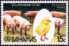 Colnect-4131-918-Pig-poultry-farming.jpg