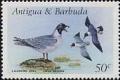 Colnect-1952-425-Laughing-Gull-Larus-atricilla.jpg