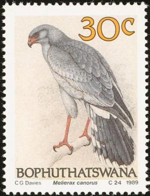 Colnect-1456-691-Pale-Chanting-Goshawk-Melierrax-canorus.jpg