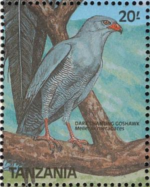 Colnect-1745-636-Dark-Chanting-Goshawk-Melierax-metabates.jpg