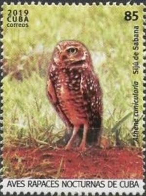 Colnect-5978-176-Burrowing-Owl-Athene-cunicularia.jpg