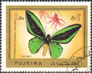 Colnect-996-791-Common-Green-Birdwing-Ornithoptera-priamus-ssp-poseidon.jpg