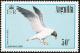 Colnect-579-180-Laughing-Gull-Larus-atricilla.jpg