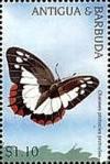 Colnect-4123-023-Charaxes-protoclea.jpg